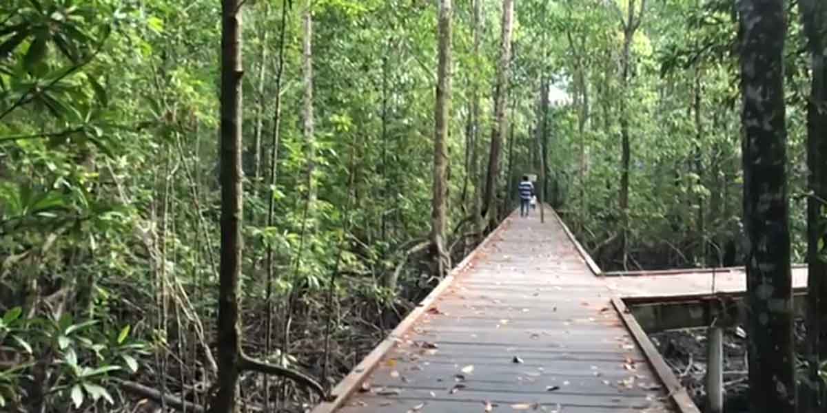 Ekowisata manggrove di Pomako, Mimika.